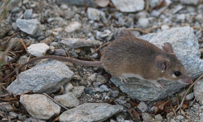 A photo of a spiny mouse.