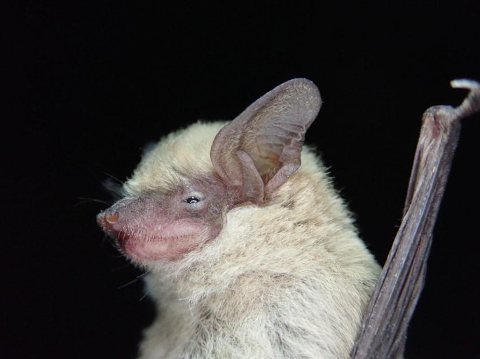 A photo of Botta's serotine bat.