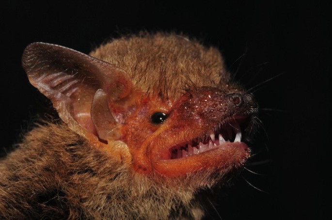 A photo of Kuhl's Pipistrelle with big open ears and sharp teeth.