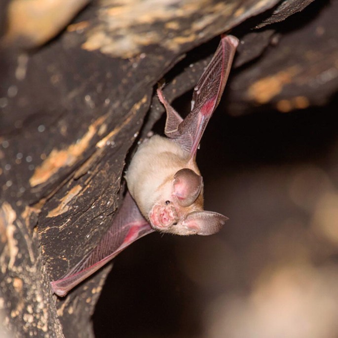 A photo of a Trident leaf-nosed bat.