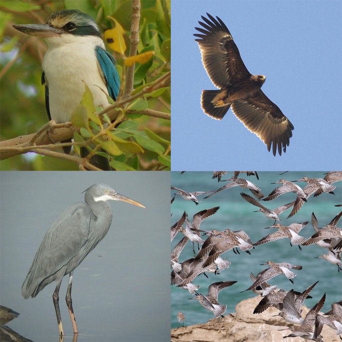 Photographs of 4 species of birds found in the intertidal areas.