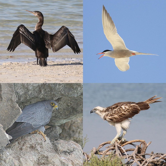 4 photographs of bird species found in the offshore coastal islands of the Arabian Gulf.