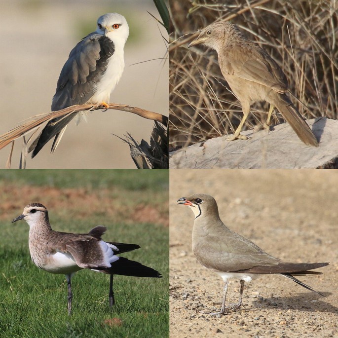 4 photographs of bird species found in the farms and agricultural areas.