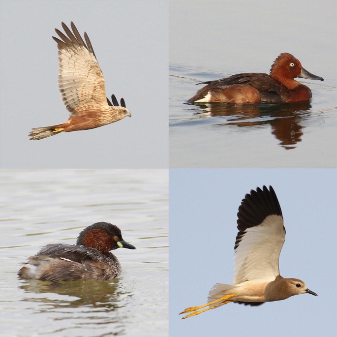 4 photographs of bird species found in the freshwater wetlands.