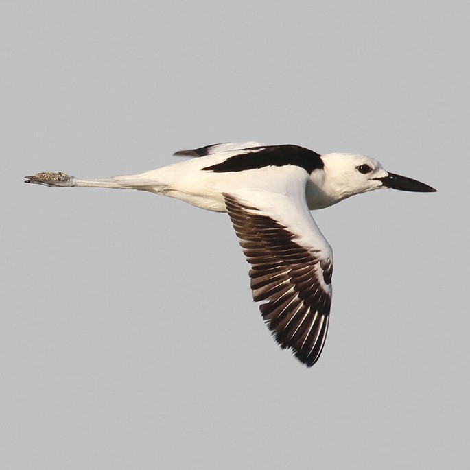 A photograph of a Crab Plover soaring high in the sky.