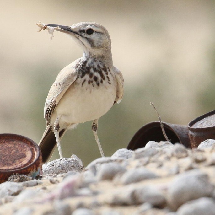 A photograph of a Greater Hoopoe-Lark collecting nesting material in its beak.