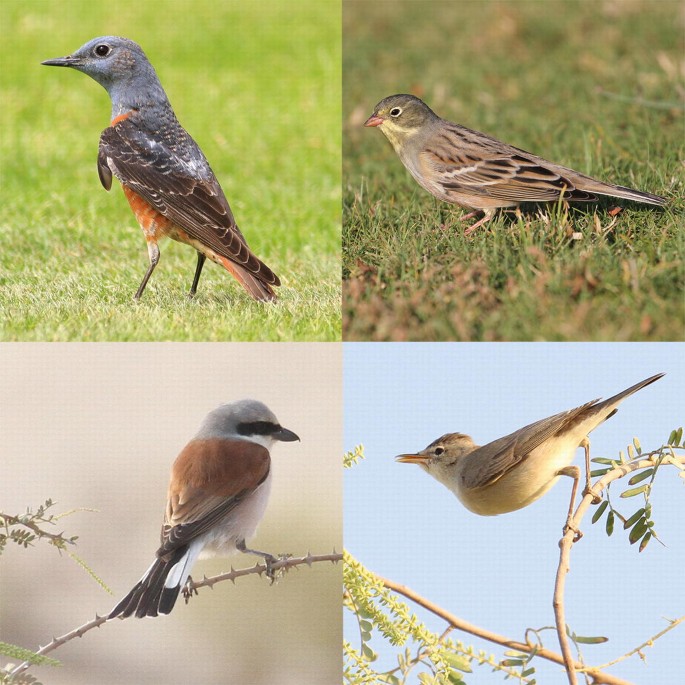 4 photographs of migrant bird species.