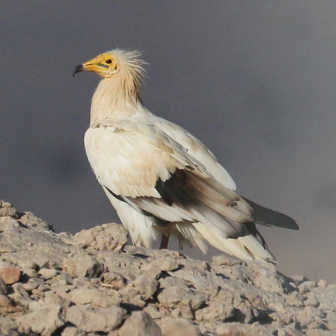 A photograph of the Egyptian Vulture.