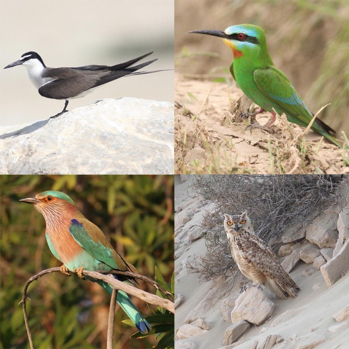 4 photographs of bird species with different biogeographical affinities breeding in the U A E.