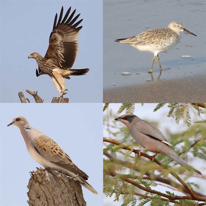 4 photographs of globally threatened and restricted-range bird species.