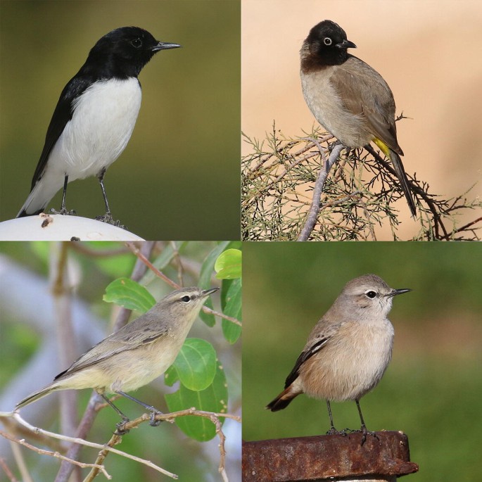Photographs of 4 species of birds found in the mountains and adjacent story plains.