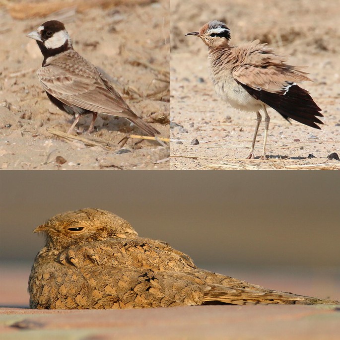 Photographs of 4 species of birds found in the coastal deserts.