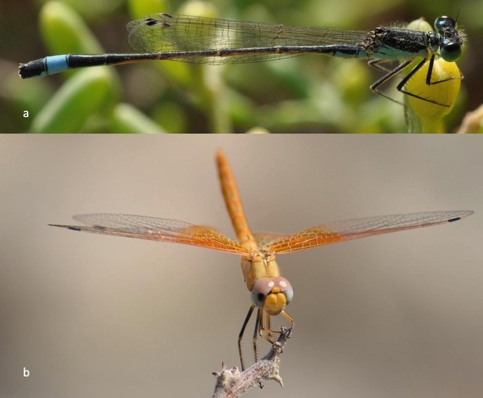 2 photographs. The photo at the top is of a male Evan’s Bluetail damselfly at rest. The photo at the bottom is of an immature male Gulley Darter dragonfly.