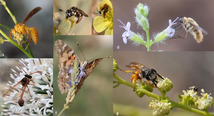 5 photographs of wild flowers being pollinated by insects.