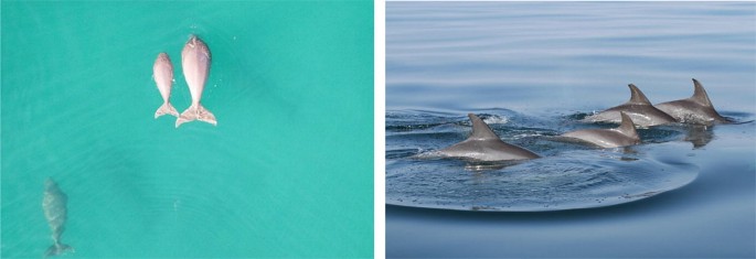 2 photographs. A photo of a dugong mother-calf pair. A photo of bottlenose dolphins traveling.