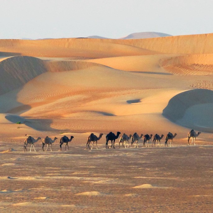 A photograph of a group of camels walking across a sandy desert. The camels are walking in a line. The dunes in the background are tall and jagged, with the sun shining down on them. The sky is clear and blue.