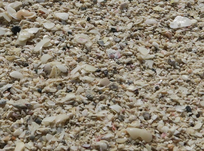 A photograph of a pile of sand with various types of shells scattered throughout it. The sand is light brown in color and the shells are white and brown. Some of the shells have small holes in them, while others are smooth and round. There are also some small rocks and pebbles mixed in with the sand. The overall appearance of the image is that of a beach or seashore.