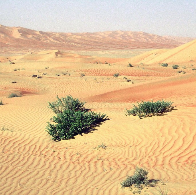 A photograph of a vast desert landscape with sand dunes and mountains in the background. There are some small shrubs growing in the sand, and the sky is clear and blue.