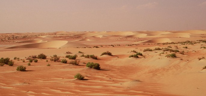 A photograph of a vast desert landscape with sand dunes and some small shrubs growing in the sand, and the sky is clear and blue.
