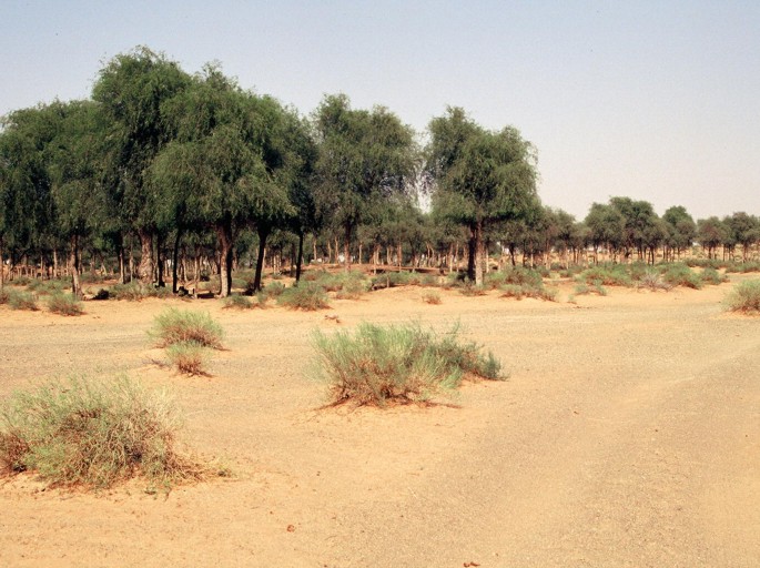 A photograph of a dirt road with trees lining the sides. The trees are tall and green. The sky is clear and blue, with a few clouds visible in the distance.