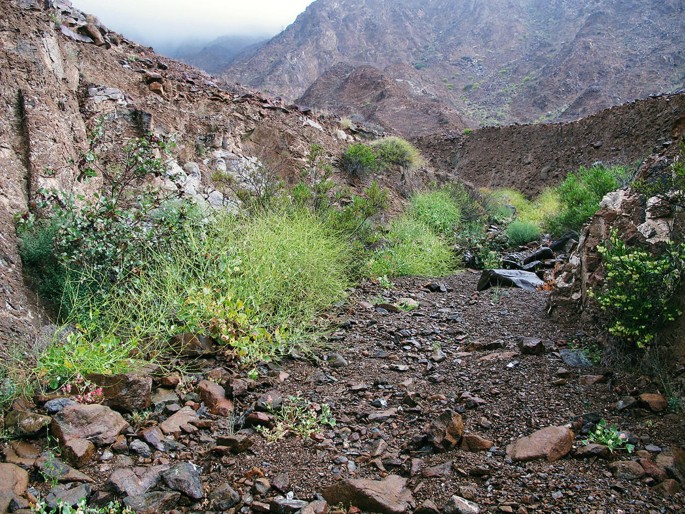 A photograph of a rocky mountainous surface with shrub outgrowth.