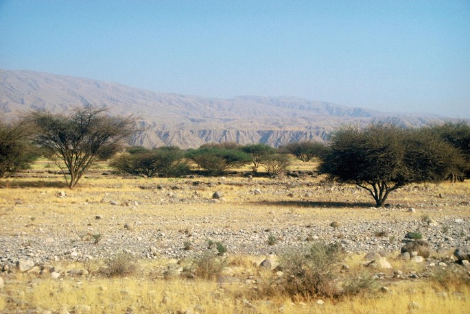 A photograph of a barren landscape with a few trees and rocks in the foreground. The sky is clear and blue, and there are mountains in the background.