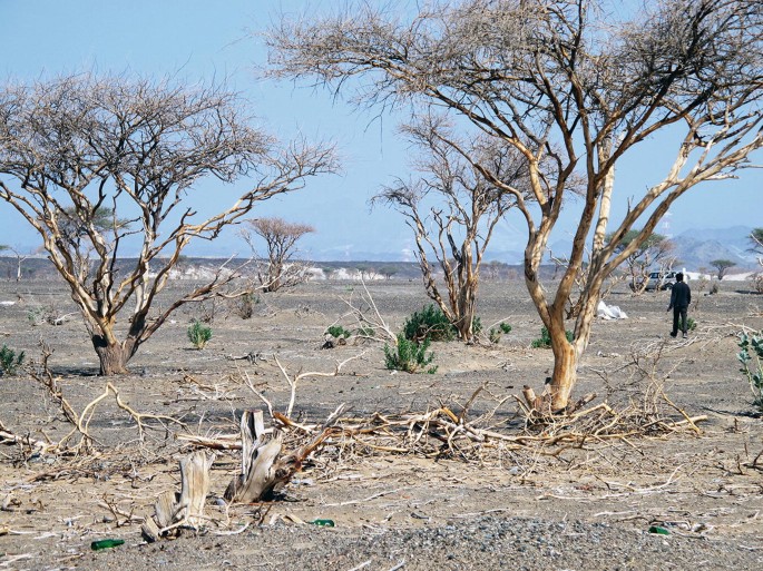 A photograph of a barren landscape with a few trees in the foreground and a blue sky in the background. The trees are bare and have no leaves or branches.