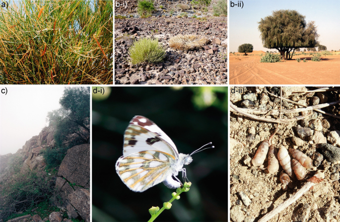 A collage of four different photographs of plants and insects. 1. Close up of a shrub, 2. A rocky surface with small shrubs scattered, 3. A barren land with trees here and there. 4. A rocky mountain with some outgrowth, 5. A butterfly resting on a plant., and 6. Some snails on a rocky surface.