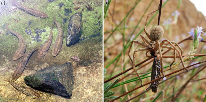 1. A photograph of some fish among the rocks. 2. A photograph of a spider resting on a grass.