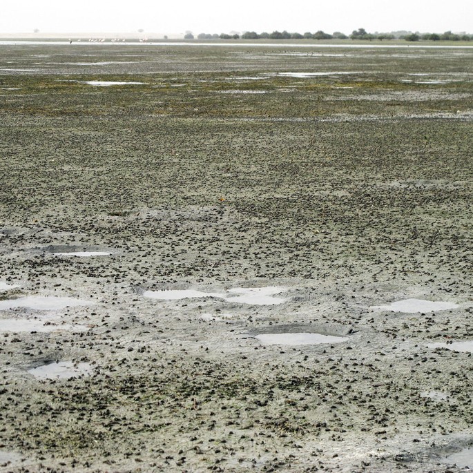 A photograph of a large expanse of muddy ground with a few small puddles of water scattered about. There are trees in the distance.