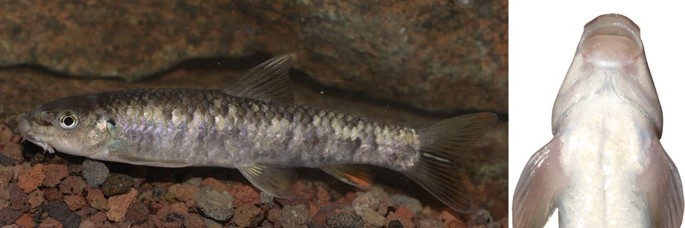 2 photographs. First. An orange-ear Garra fish rests on a gravel surface. Second. A ventral photo of the same fish is portrayed.