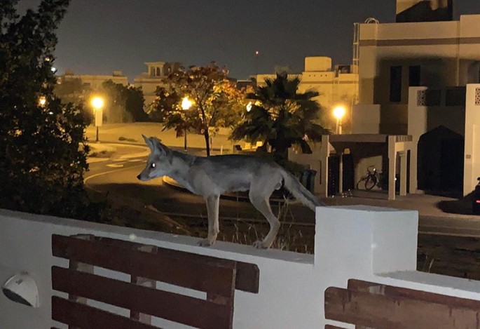 A photograph exhibits a red fox perched atop the terrace wall, set against a backdrop of illuminated buildings and roads.