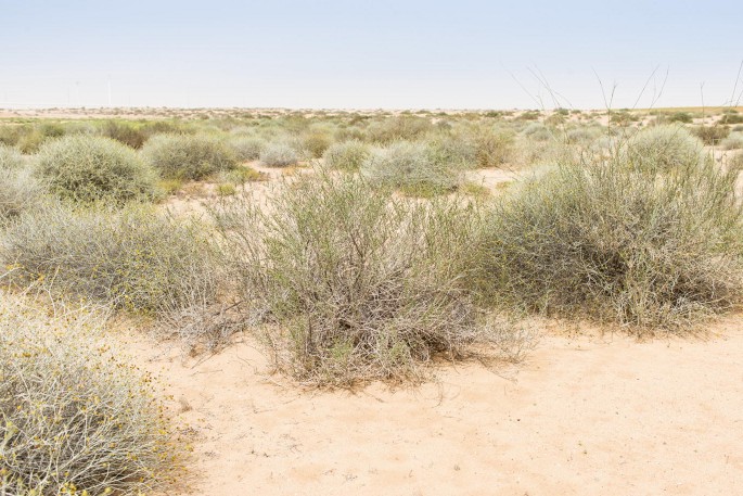 A photograph of a region of the Al Marmoum Desert Conservation Reserve which consists of Rhanterium epapposum dwarf shrub vegetation.