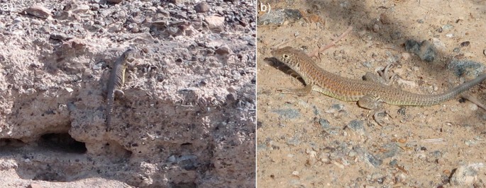 2 photographs depict close-up shot of two reptiles within a mountainous environment.