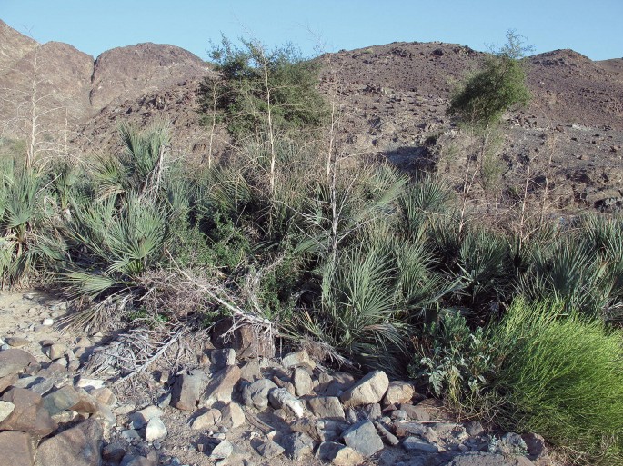 A close-up of Dwarf Palm Nanorrhops ritchieana in a mountain area.