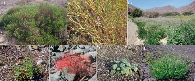 7 photographs exhibit plant species of Hajar mountain.