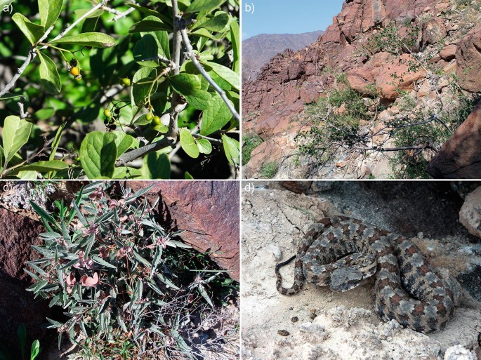 4 photographs. A, B, and C exhibit different plant species of the Olive Highlands. D exhibits a close-up of the Persian Horned Viper snake.