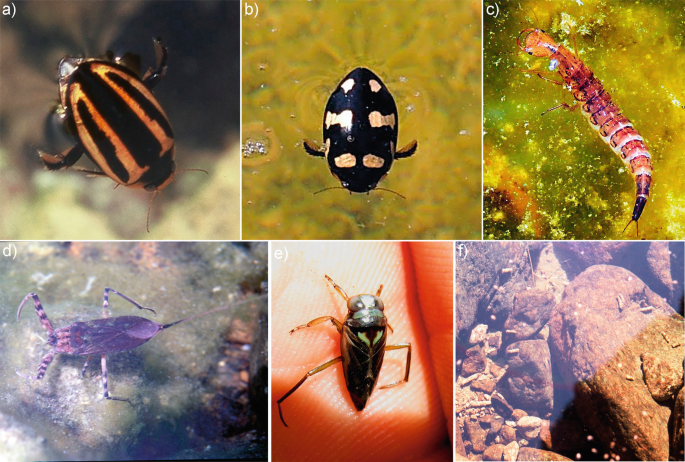 6 photographs. A to F displays a variety of freshwater insects found in a mountainous region.