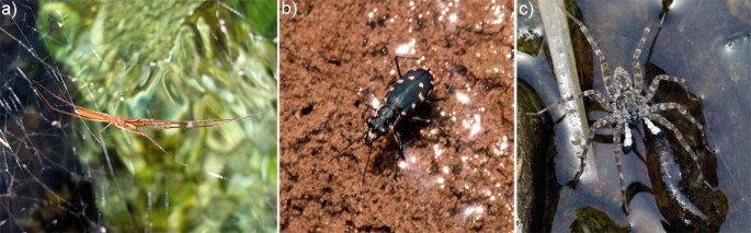 3 photographs. All exhibit insect species in mountain pools. a. Grass spider. b. Tiger beetle. c. Wadi wolf spider