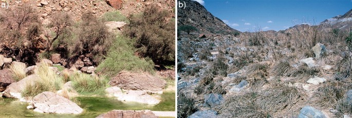 2 photographs. On the left are vibrant grasses surrounded by rocks and water with algae. On the right is an extensive expanse of arid terrain covered in dry grass.