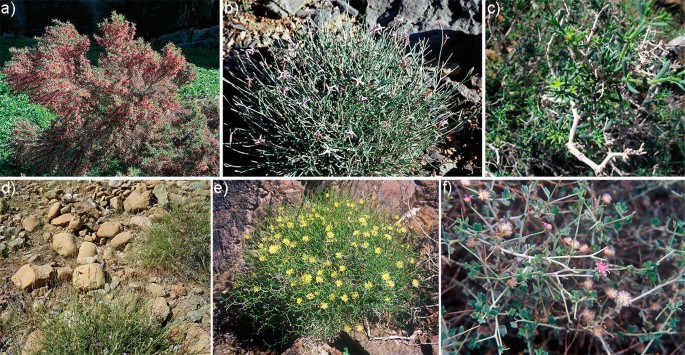 6 photographs. A to F exhibit diverse plant species of the Ruâ€²us Al Jibal slopes.