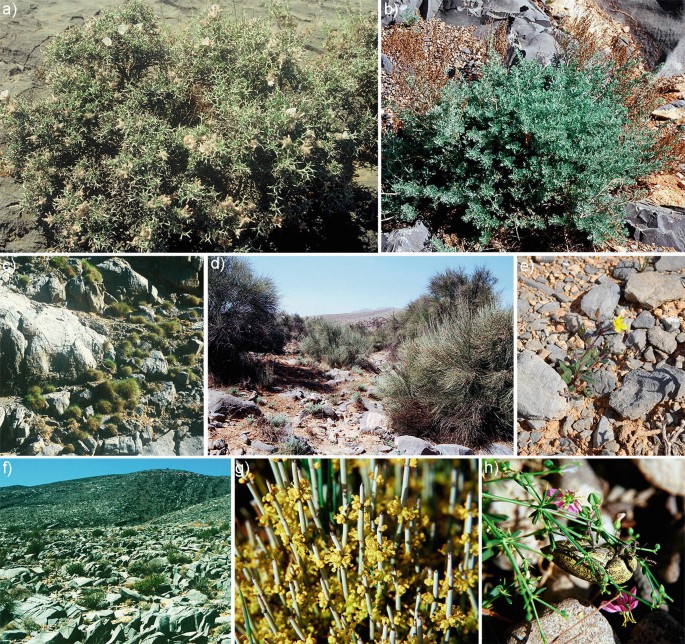 8 photographs. A to H exhibit diverse plant species of the Ruâ€²us Al Jibal plateaux.