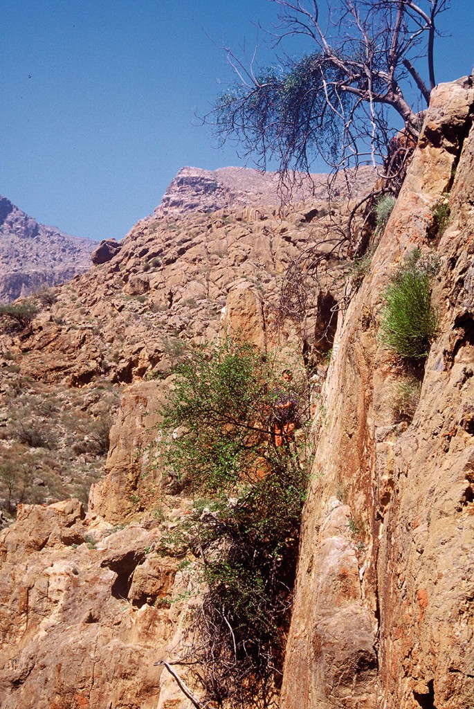 A photograph of the side view of a mountainous landscape featuring trees and clusters of shrubs clinging to the cliffs.