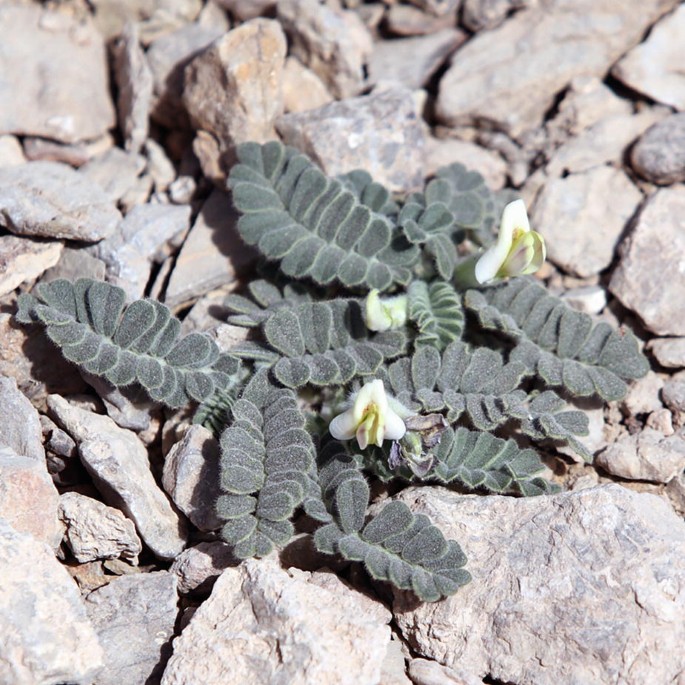 A photograph of a plant in a rocky terrain bearing oval leaves arranged in a sequential pattern on both sides, with flowers nestled between the leaves.