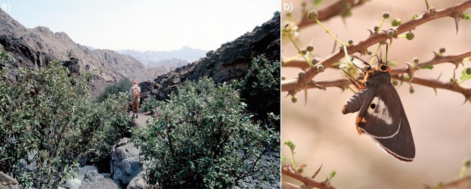 Two photographs. In A, a man stands on the edge of a cliff, surrounded by luxuriant shrubs, with distant Rocky Mountains. B presents a butterfly resting on the thorny stem of a plant.