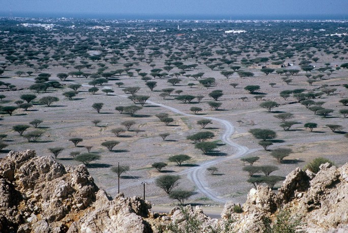 A distant shot of an expansive, desolate lowland featuring trees with rocky formations in the foreground.