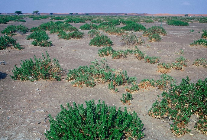 A photograph displays intermittent patches of shrubs on the alluvial plains of the mountains.