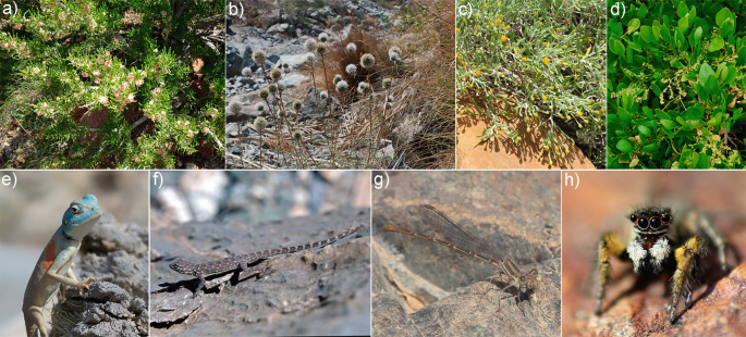 8 photographs. A, B, C, and D are plant species, E and F are animal species, and G and H are insect species endemic to the mountains of the U A E.
