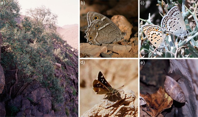 5 photographs. A features a tree surrounded by rocky surroundings. B, C, D, and E represent various insect species.
