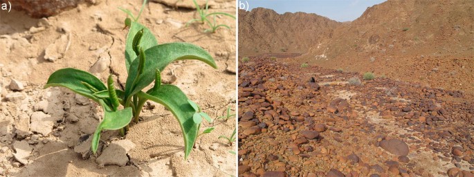 2 photographs. A features the Ophioglossum polyphyllum plant in a barren land. B exhibits an expansive area with silty ground.